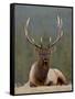 Bull Elk (Cervus Canadensis), Jasper National Park, Alberta, Canada, North America-James Hager-Framed Stretched Canvas