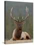 Bull Elk (Cervus Canadensis), Jasper National Park, Alberta, Canada, North America-James Hager-Stretched Canvas