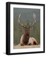 Bull Elk (Cervus Canadensis), Jasper National Park, Alberta, Canada, North America-James Hager-Framed Photographic Print