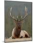 Bull Elk (Cervus Canadensis), Jasper National Park, Alberta, Canada, North America-James Hager-Mounted Photographic Print