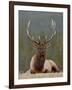 Bull Elk (Cervus Canadensis), Jasper National Park, Alberta, Canada, North America-James Hager-Framed Photographic Print