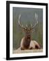 Bull Elk (Cervus Canadensis), Jasper National Park, Alberta, Canada, North America-James Hager-Framed Photographic Print