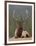 Bull Elk (Cervus Canadensis), Jasper National Park, Alberta, Canada, North America-James Hager-Framed Photographic Print