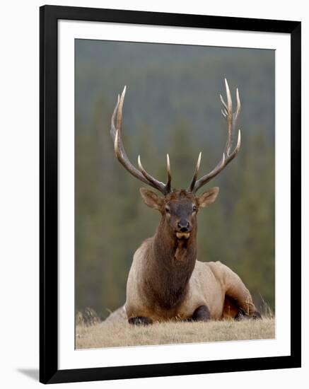 Bull Elk (Cervus Canadensis), Jasper National Park, Alberta, Canada, North America-James Hager-Framed Photographic Print