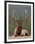 Bull Elk (Cervus Canadensis), Jasper National Park, Alberta, Canada, North America-James Hager-Framed Photographic Print