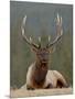 Bull Elk (Cervus Canadensis), Jasper National Park, Alberta, Canada, North America-James Hager-Mounted Photographic Print