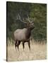 Bull Elk (Cervus Canadensis), Jasper National Park, Alberta, Canada, North America-James Hager-Stretched Canvas