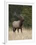 Bull Elk (Cervus Canadensis), Jasper National Park, Alberta, Canada, North America-James Hager-Framed Photographic Print