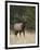 Bull Elk (Cervus Canadensis), Jasper National Park, Alberta, Canada, North America-James Hager-Framed Photographic Print