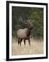 Bull Elk (Cervus Canadensis), Jasper National Park, Alberta, Canada, North America-James Hager-Framed Photographic Print