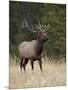 Bull Elk (Cervus Canadensis), Jasper National Park, Alberta, Canada, North America-James Hager-Mounted Photographic Print