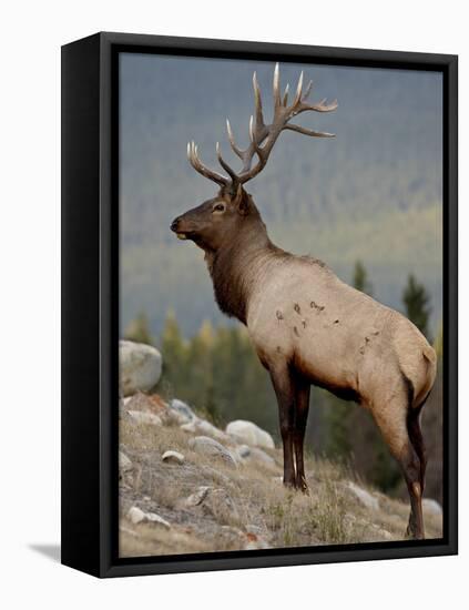 Bull Elk (Cervus Canadensis), Jasper National Park, UNESCO World Heritage Site, Alberta, Canada-James Hager-Framed Stretched Canvas