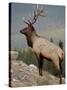 Bull Elk (Cervus Canadensis), Jasper National Park, UNESCO World Heritage Site, Alberta, Canada-James Hager-Stretched Canvas