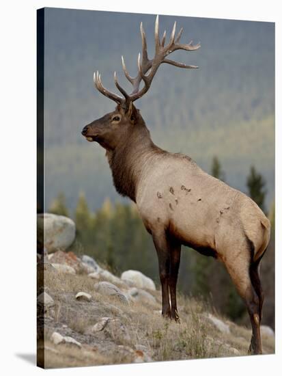 Bull Elk (Cervus Canadensis), Jasper National Park, UNESCO World Heritage Site, Alberta, Canada-James Hager-Stretched Canvas