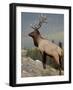 Bull Elk (Cervus Canadensis), Jasper National Park, UNESCO World Heritage Site, Alberta, Canada-James Hager-Framed Photographic Print