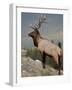 Bull Elk (Cervus Canadensis), Jasper National Park, UNESCO World Heritage Site, Alberta, Canada-James Hager-Framed Photographic Print