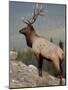 Bull Elk (Cervus Canadensis), Jasper National Park, UNESCO World Heritage Site, Alberta, Canada-James Hager-Mounted Photographic Print