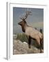 Bull Elk (Cervus Canadensis), Jasper National Park, UNESCO World Heritage Site, Alberta, Canada-James Hager-Framed Photographic Print