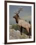 Bull Elk (Cervus Canadensis), Jasper National Park, UNESCO World Heritage Site, Alberta, Canada-James Hager-Framed Photographic Print