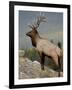 Bull Elk (Cervus Canadensis), Jasper National Park, UNESCO World Heritage Site, Alberta, Canada-James Hager-Framed Photographic Print