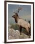 Bull Elk (Cervus Canadensis), Jasper National Park, UNESCO World Heritage Site, Alberta, Canada-James Hager-Framed Photographic Print