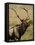 Bull Elk (Cervus Canadensis), Rocky Mountain National Park, Colorado, United States of America-James Hager-Framed Stretched Canvas