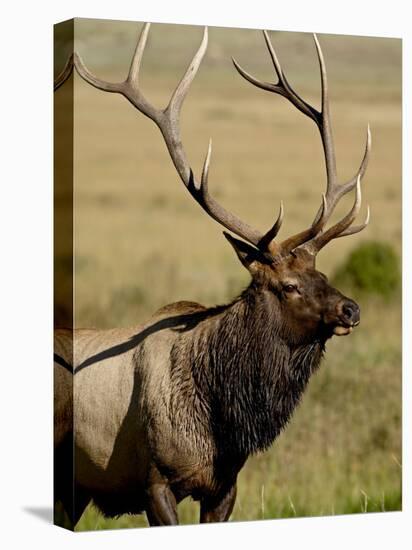 Bull Elk (Cervus Canadensis), Rocky Mountain National Park, Colorado, United States of America-James Hager-Stretched Canvas