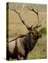 Bull Elk (Cervus Canadensis), Rocky Mountain National Park, Colorado, United States of America-James Hager-Stretched Canvas