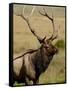 Bull Elk (Cervus Canadensis), Rocky Mountain National Park, Colorado, United States of America-James Hager-Framed Stretched Canvas