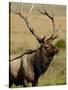 Bull Elk (Cervus Canadensis), Rocky Mountain National Park, Colorado, United States of America-James Hager-Stretched Canvas