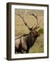 Bull Elk (Cervus Canadensis), Rocky Mountain National Park, Colorado, United States of America-James Hager-Framed Photographic Print