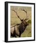 Bull Elk (Cervus Canadensis), Rocky Mountain National Park, Colorado, United States of America-James Hager-Framed Photographic Print