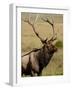 Bull Elk (Cervus Canadensis), Rocky Mountain National Park, Colorado, United States of America-James Hager-Framed Photographic Print