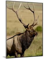 Bull Elk (Cervus Canadensis), Rocky Mountain National Park, Colorado, United States of America-James Hager-Mounted Photographic Print
