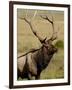 Bull Elk (Cervus Canadensis), Rocky Mountain National Park, Colorado, United States of America-James Hager-Framed Photographic Print