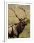 Bull Elk (Cervus Canadensis), Rocky Mountain National Park, Colorado, United States of America-James Hager-Framed Photographic Print