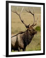 Bull Elk (Cervus Canadensis), Rocky Mountain National Park, Colorado, United States of America-James Hager-Framed Photographic Print