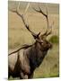 Bull Elk (Cervus Canadensis), Rocky Mountain National Park, Colorado, United States of America-James Hager-Mounted Photographic Print