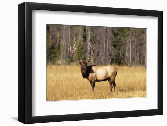 BULL ELK Cervus canadensis STANDING IN MEADOW YELLOWSTONE NATIONAL PARK WYOMING usa-Panoramic Images-Framed Photographic Print