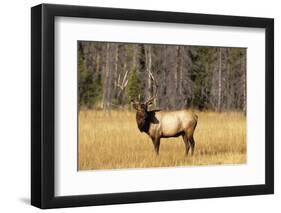 BULL ELK Cervus canadensis STANDING IN MEADOW YELLOWSTONE NATIONAL PARK WYOMING usa-Panoramic Images-Framed Photographic Print