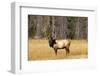 BULL ELK Cervus canadensis STANDING IN MEADOW YELLOWSTONE NATIONAL PARK WYOMING usa-Panoramic Images-Framed Photographic Print