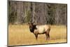 BULL ELK Cervus canadensis STANDING IN MEADOW YELLOWSTONE NATIONAL PARK WYOMING usa-Panoramic Images-Mounted Photographic Print