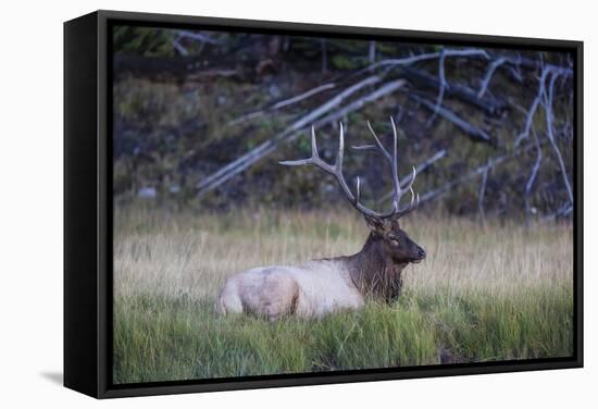 Bull Elk (Cervus Canadensis)-Michael Nolan-Framed Stretched Canvas