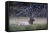 Bull Elk (Cervus Canadensis)-Michael Nolan-Framed Stretched Canvas