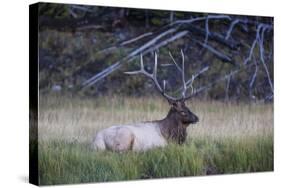 Bull Elk (Cervus Canadensis)-Michael Nolan-Stretched Canvas