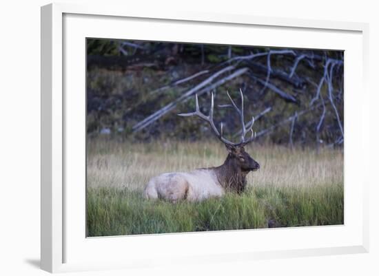 Bull Elk (Cervus Canadensis)-Michael Nolan-Framed Photographic Print