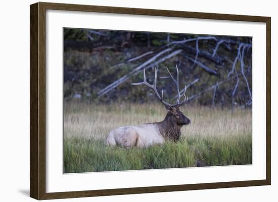 Bull Elk (Cervus Canadensis)-Michael Nolan-Framed Photographic Print