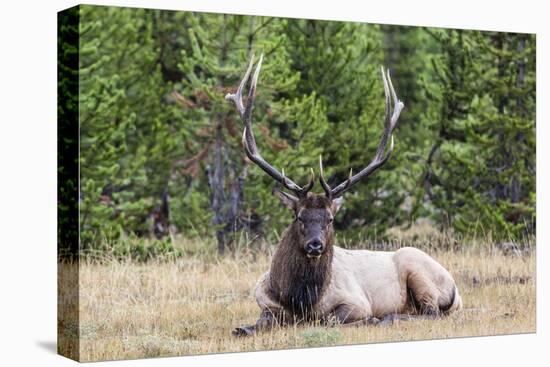 Bull Elk (Cervus Canadensis)-Michael Nolan-Stretched Canvas