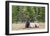 Bull Elk (Cervus Canadensis)-Michael Nolan-Framed Photographic Print