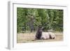 Bull Elk (Cervus Canadensis)-Michael Nolan-Framed Photographic Print